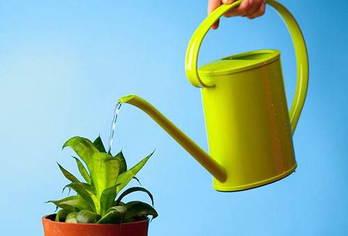 Udarea unei plante de casă
