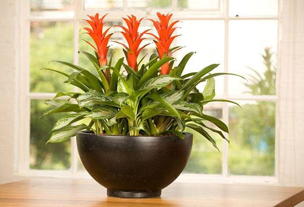 Guzmania într-un vas larg