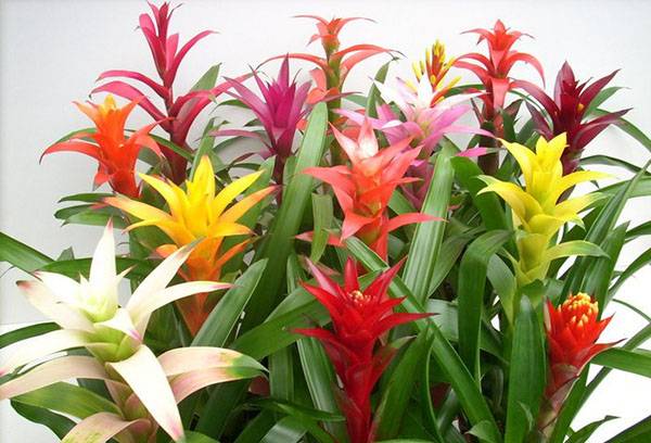 Guzmania multicoloră