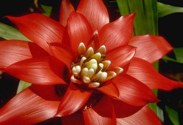 Floare Guzmania