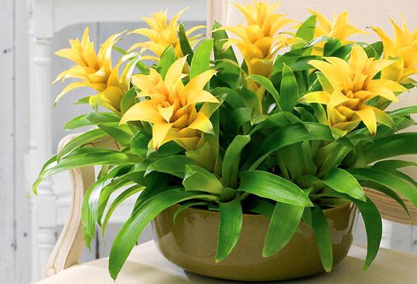 Guzmania galbenă