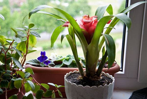 Fayind guzmania
