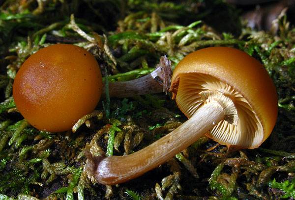 Galerina tiv