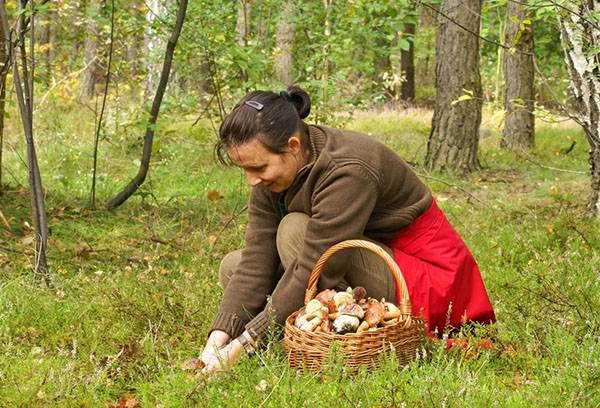 Cules de ciuperci în pădure