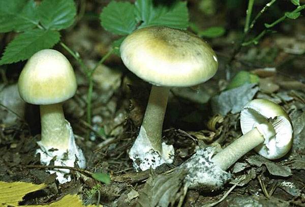 Taburete palide