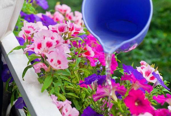 Udarea florilor pe balcon