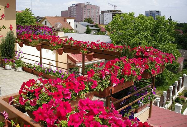 Petunii pe balcon