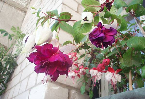 Fuchsia pe balcon