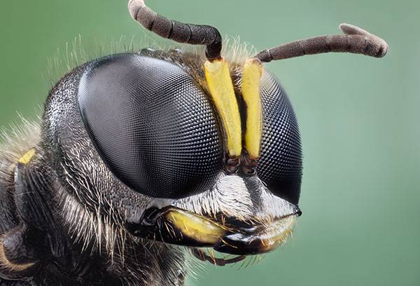 Lapsenes galva