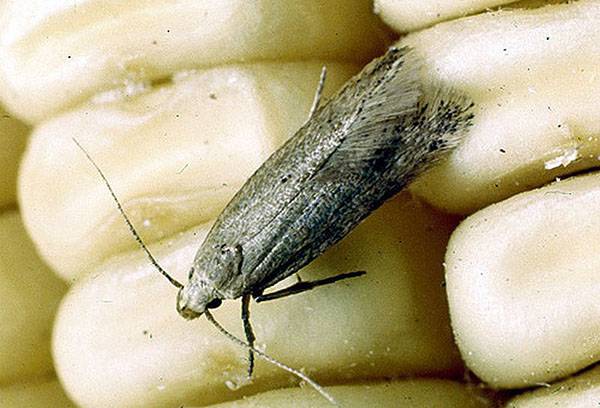 Moliile alimentare