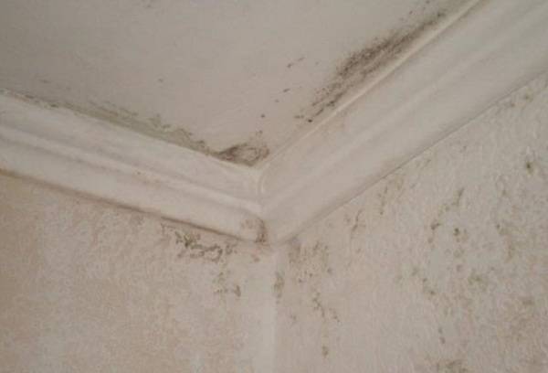 mucegai în apartament