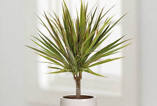 Potted dracaena