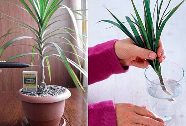 Dracaena pavairošana, izmantojot apikālos spraudeņus