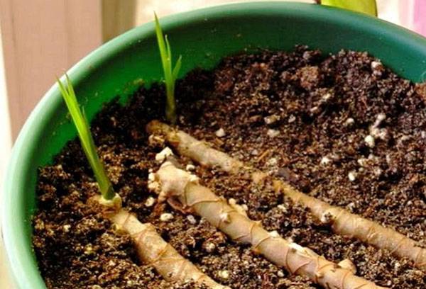 Dracaena pavairošana ar spraudeņiem