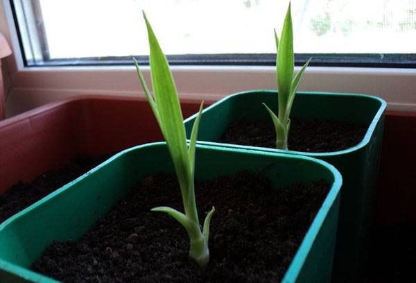 Dracaena pavairošana ar gaisa slāņošanu