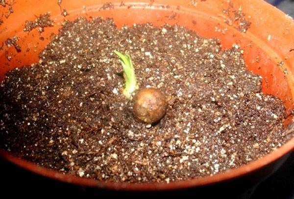 Dracaena pavairošana ar sēklām