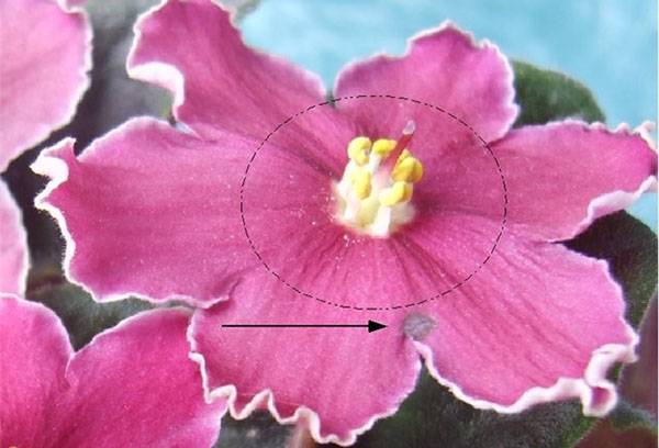 Thrips pe o floare violet