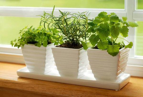 Plante sănătoase de interior