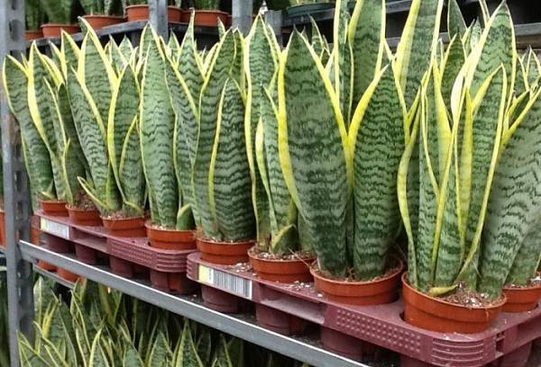 plante de casa in ghiveci