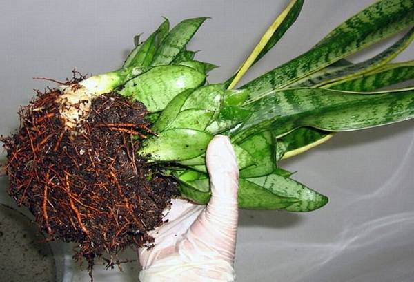 transplant de sansivieria