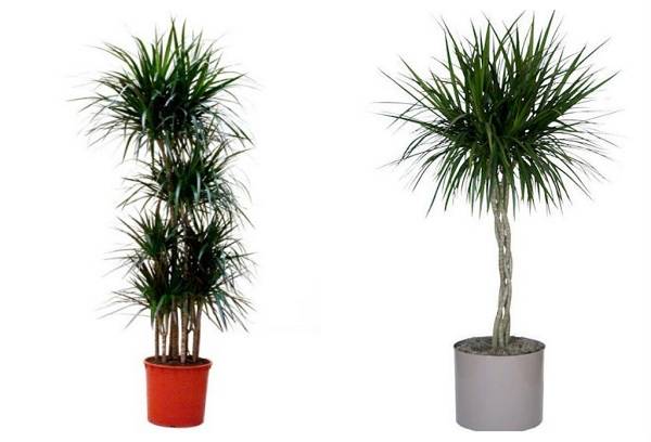 Dracaena mărginită, sau marginat