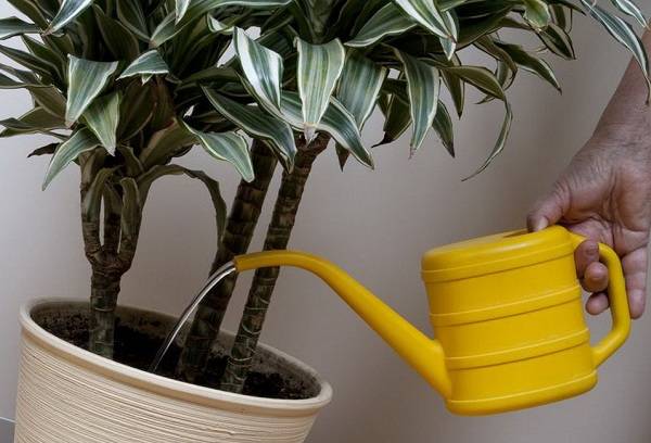 udarea unei plante