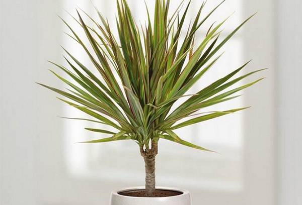 Dragon dracaena