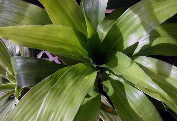 Dracaena