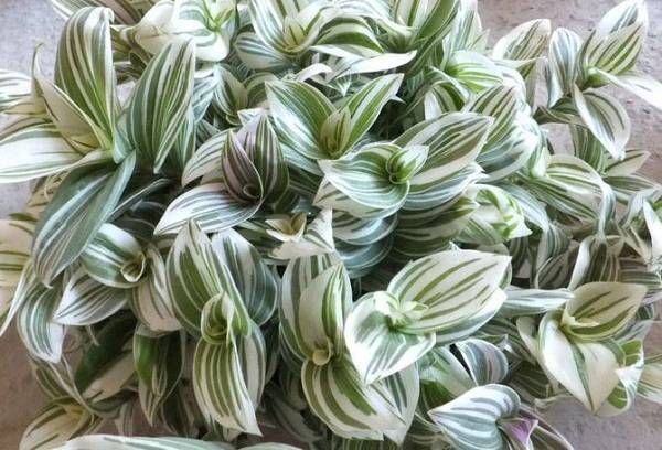 Tradescantia
