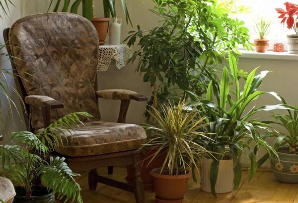 plante de interior