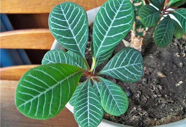 Euphorbia cu venă albă
