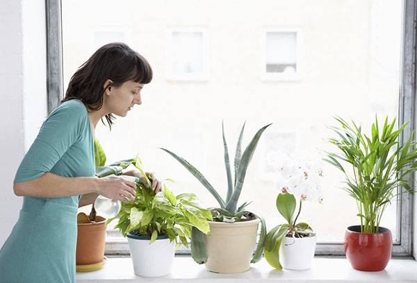 Udarea plantelor interioare