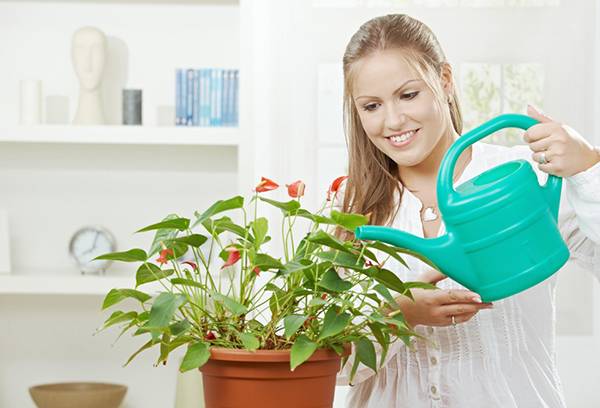 Fata care udă o plantă cu flori
