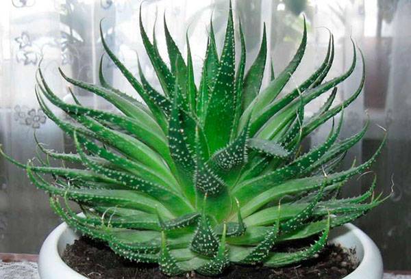 Aloe vera