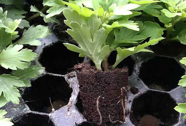 Transplantarea crizantemelor tinere