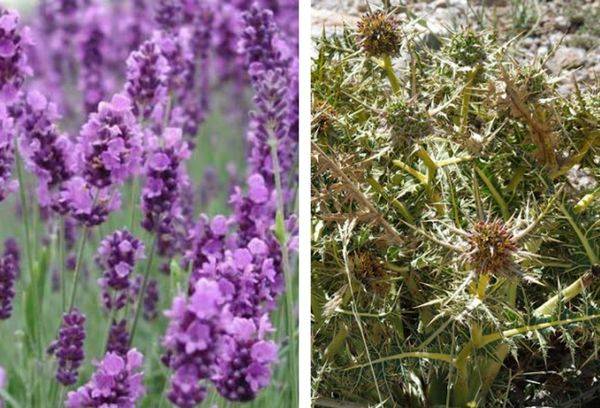 Lavanda sau tufele spinoase