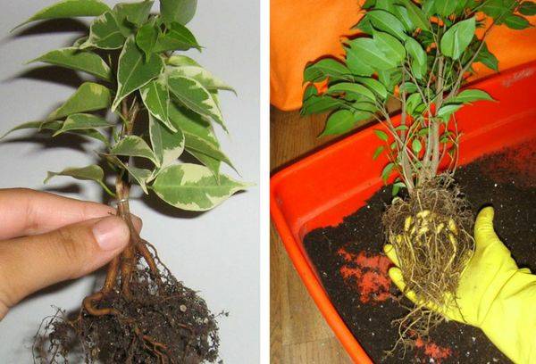 Transplant Ficus