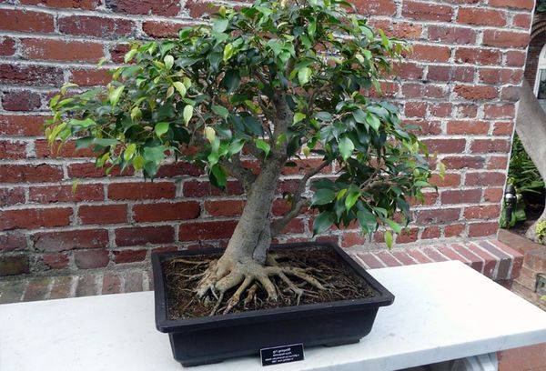 Arborele Ficus