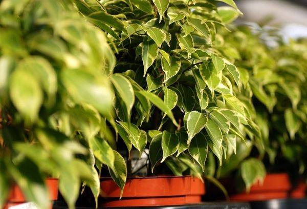 Hrănirea Ficus
