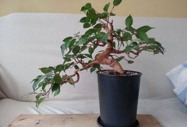 Ficus într-o oală