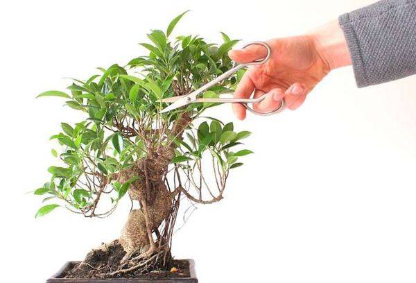 Tăierele Ficus