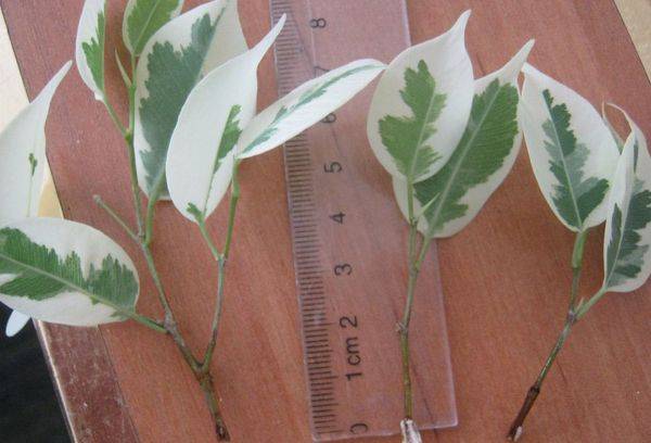 Tăierile Ficus