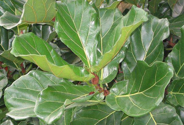 ficus în formă de liră