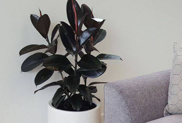 Ficus Prince Prince