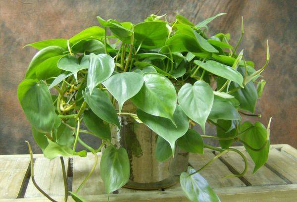 Filodendron de iederă