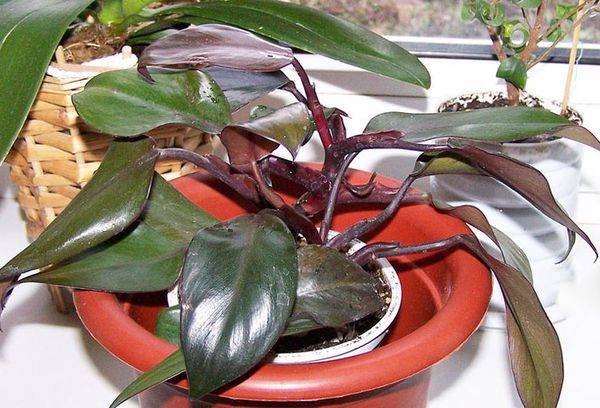 Philodendron roșea
