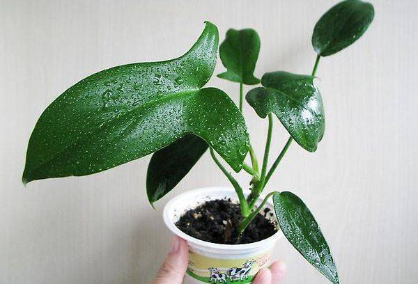 Philodendron a făcut lob