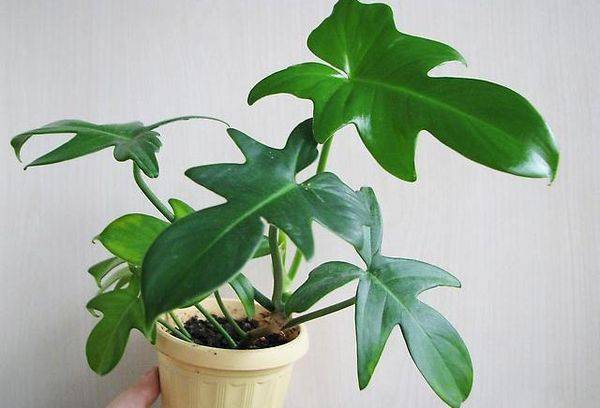 În formă de chitară Philodendron