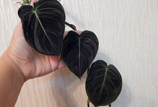 Filodendron negru auriu