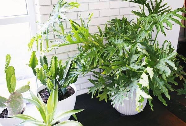 Philodendron bicopus și Philodendron Sello